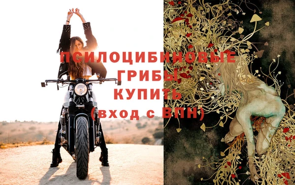 прущие грибы Ельня